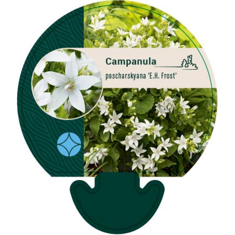 Stjerneklokke 'E. H. Frost' - Campanula poscharskyana 'E. H. Frost' (0,8 liter potte)