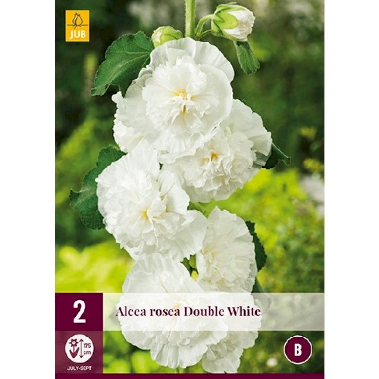 Stokrose 'Chater's Double White'
