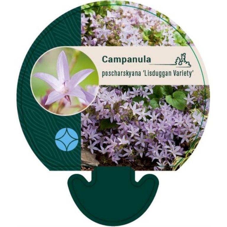 Stjerneklokke 'Lisduggan Variety'