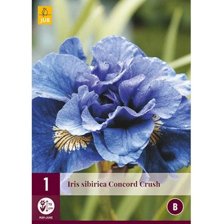 Sibirisk Iris 'Concord Crush'