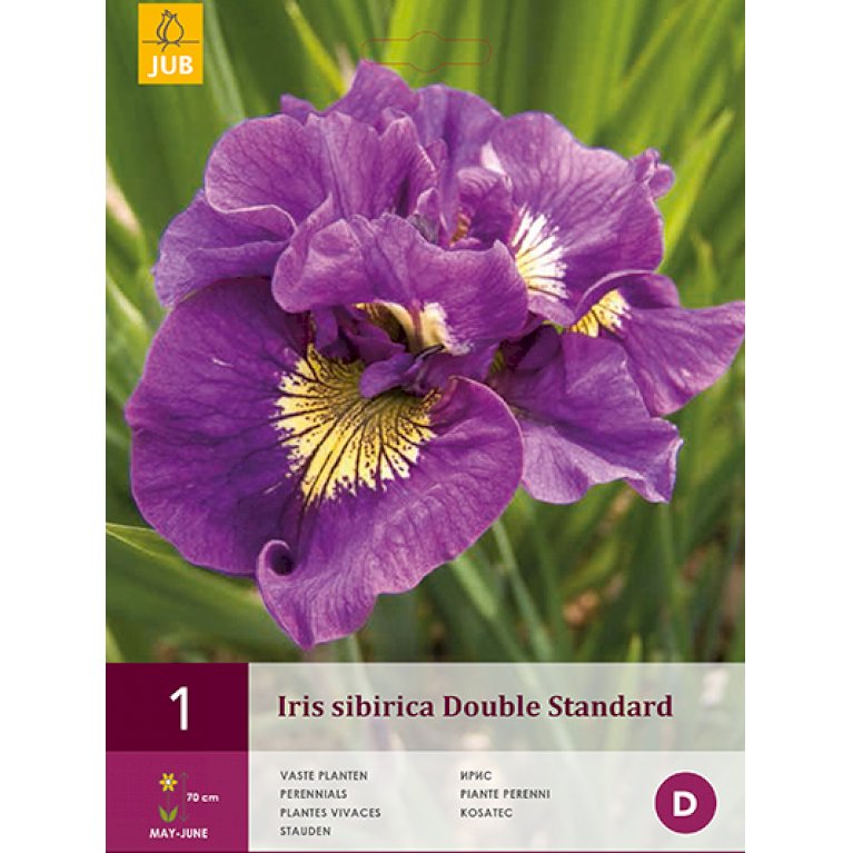 Sibirisk Iris 'Double Standard'