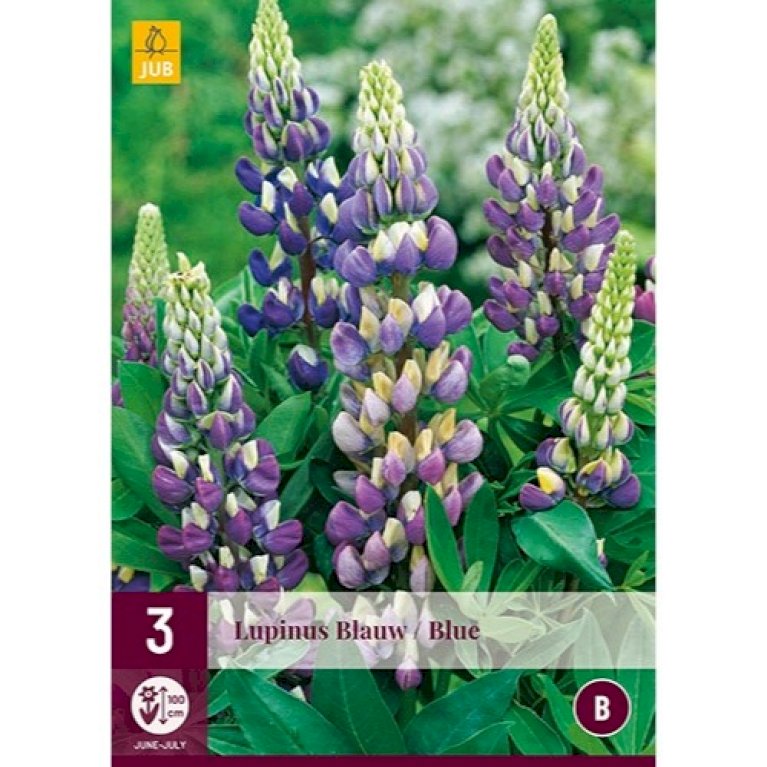 Lupin 'Blue'