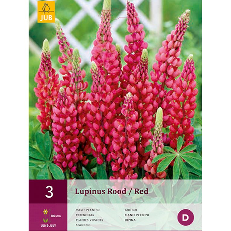 Lupin 'Red'