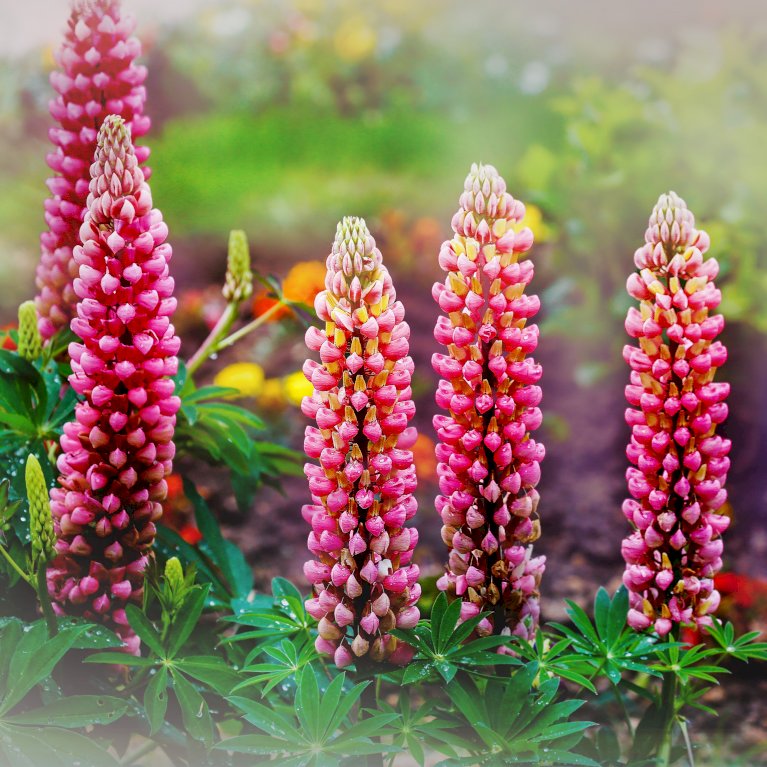 Lupin 'Red'