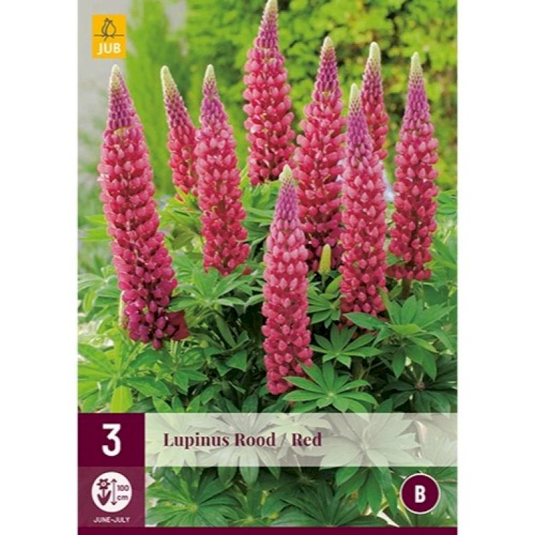 Lupin 'Red'
