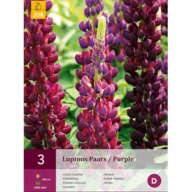 Lupinus Paars / Purple