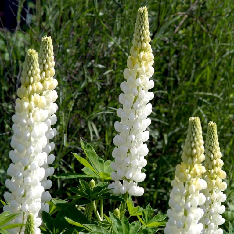 Lupin 'White'