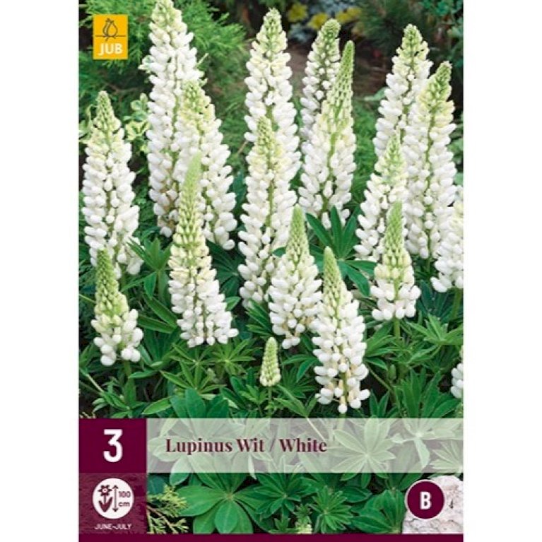 Lupin 'White'