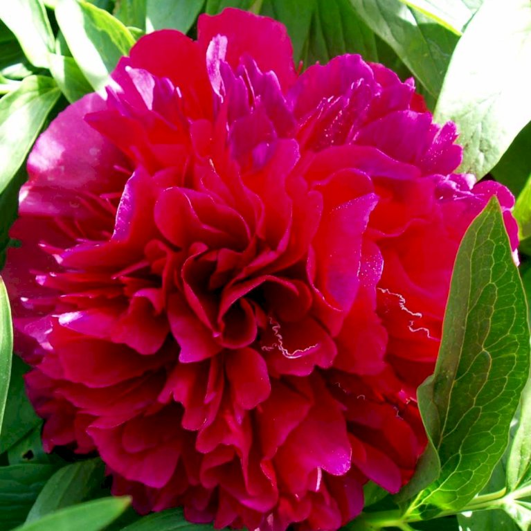Paeon 'Karl Rosenfield'