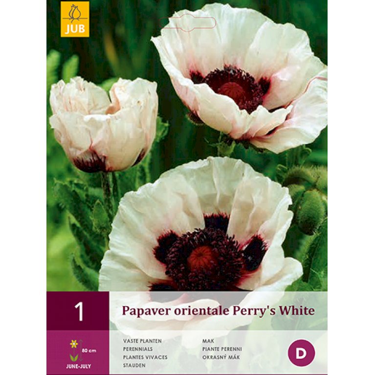 Valmue 'Perry's White'