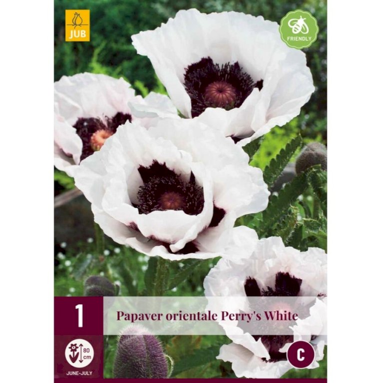 Valmue 'Perry's White'