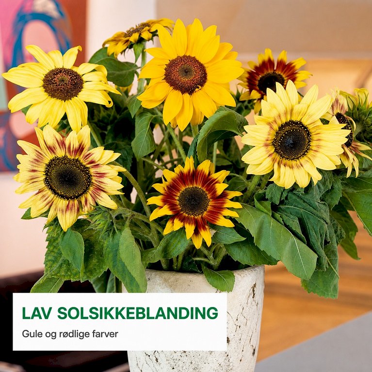 Lav solsikkeblanding