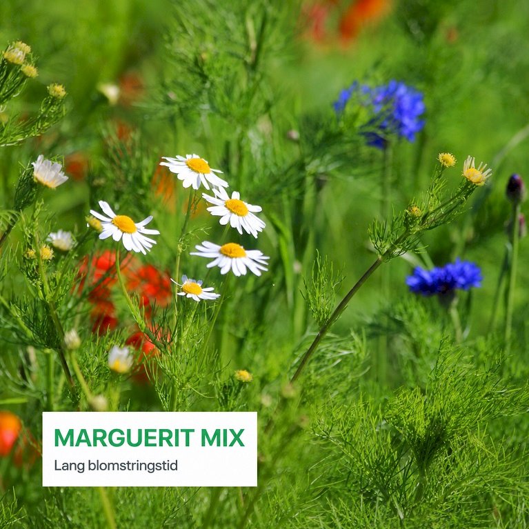 Marguerit Mix