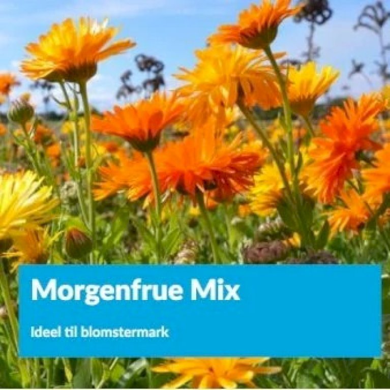 Morgenfrue Mix