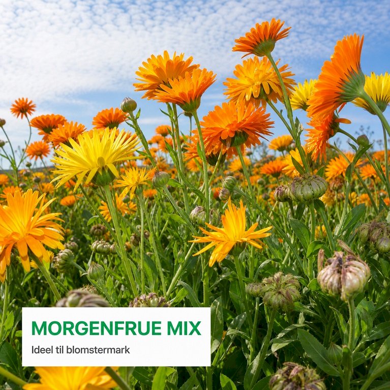 Morgenfrue Mix