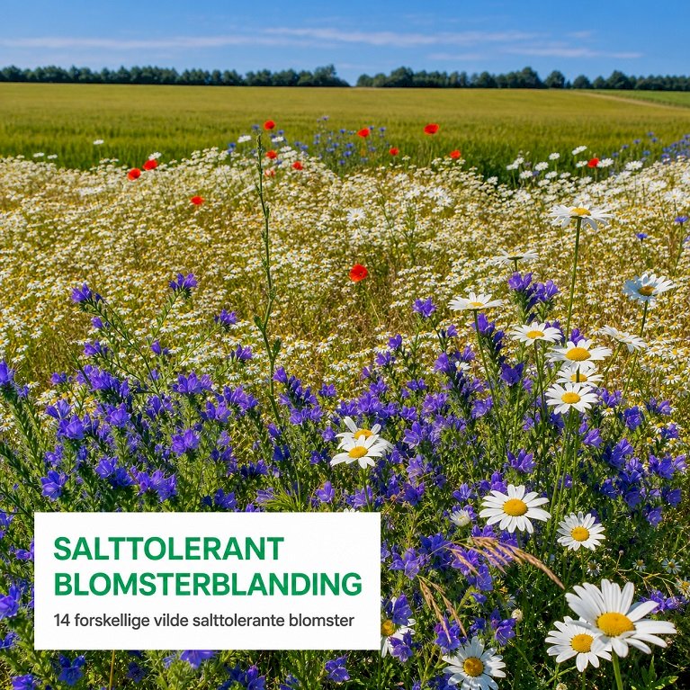 Salttolerant blomsterblanding