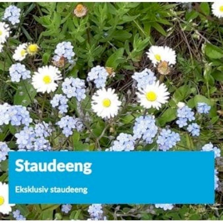 Eksklusiv staude eng