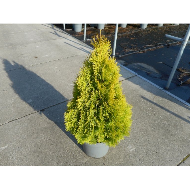 Almindelig Thuja 'Golden Smaragd'