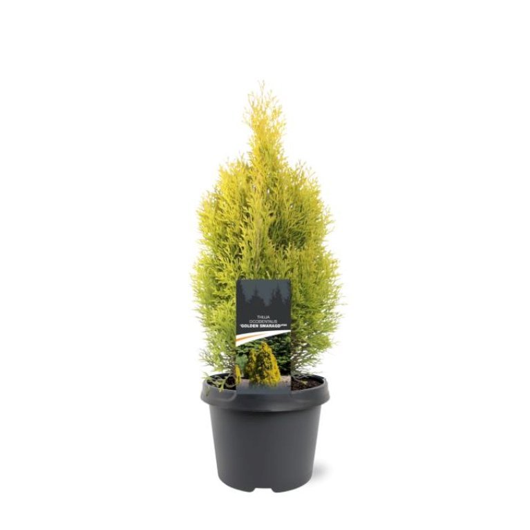 Almindelig Thuja 'Golden Smaragd'