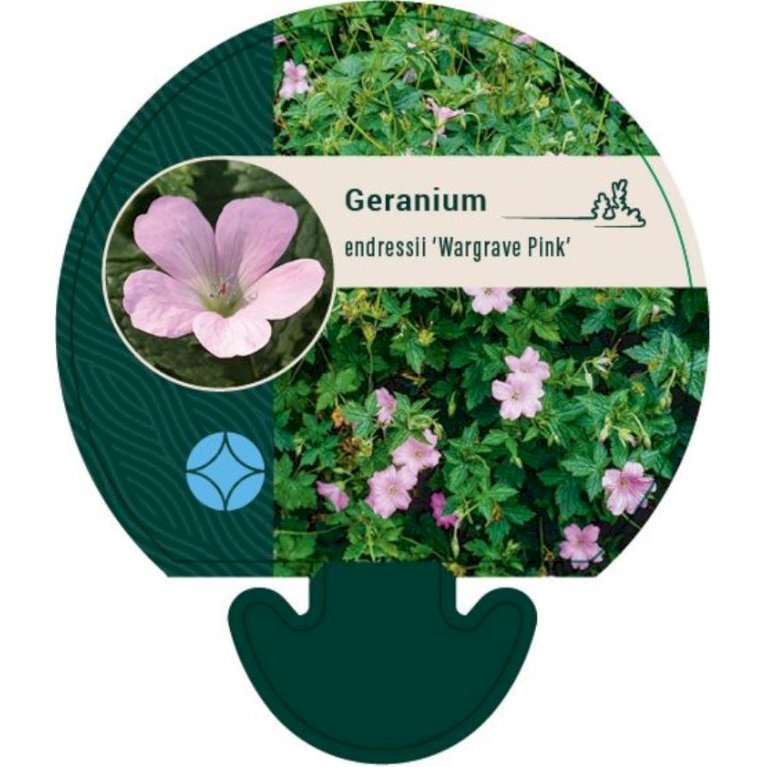 Storkenæb 'Wargrave Pink'