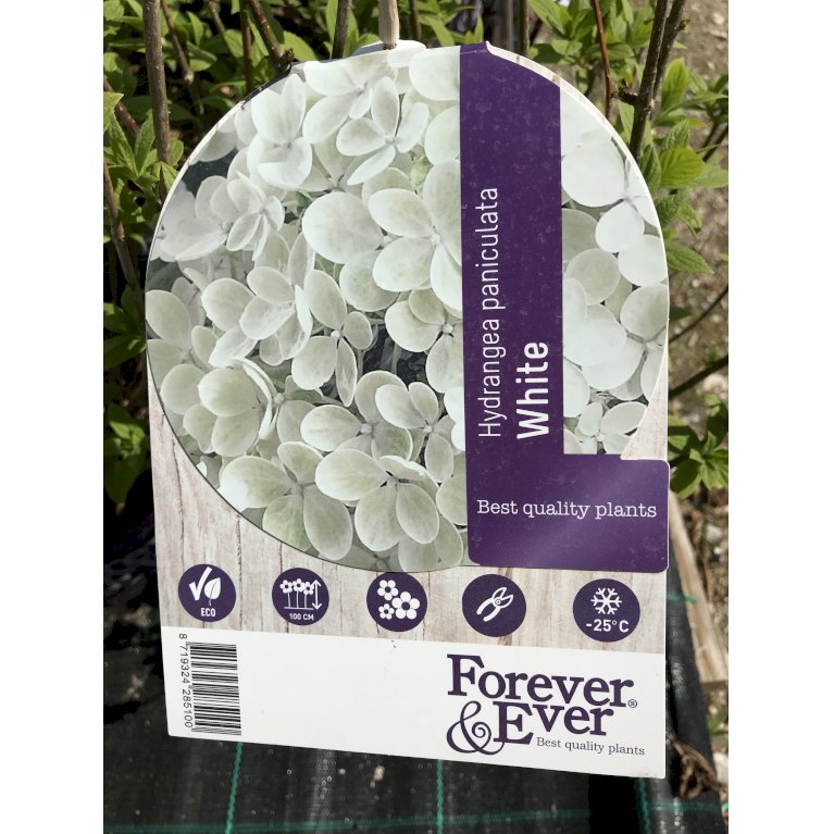 Havehortensia 'Forever & Ever White'