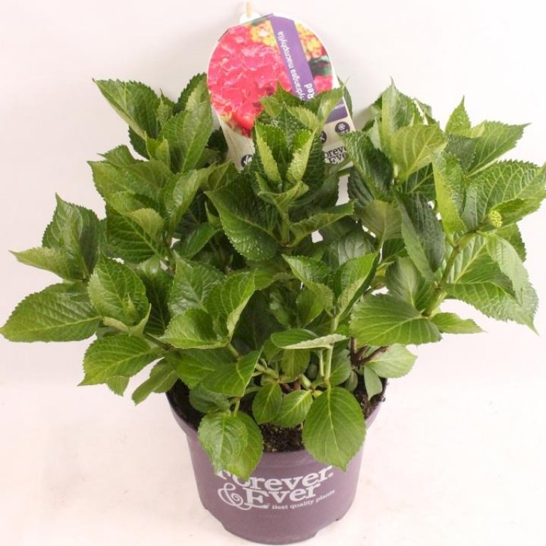 Havehortensia 'Forever & Ever White & Red'