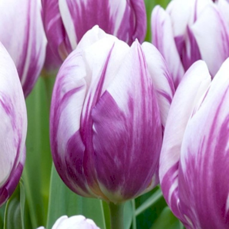 Tulipan 'Flaming Prince' Storkøb