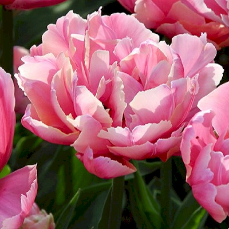 Tulipan 'Pink Star' Storkøb