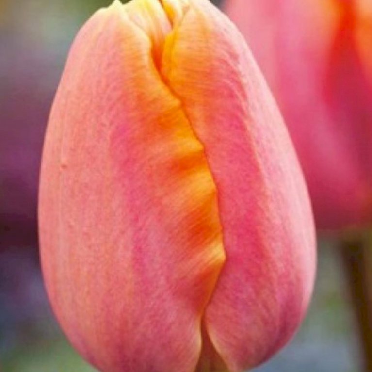 Tulipan 'Apricot Favourite'
