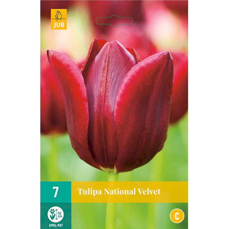 Tulips National Velvet