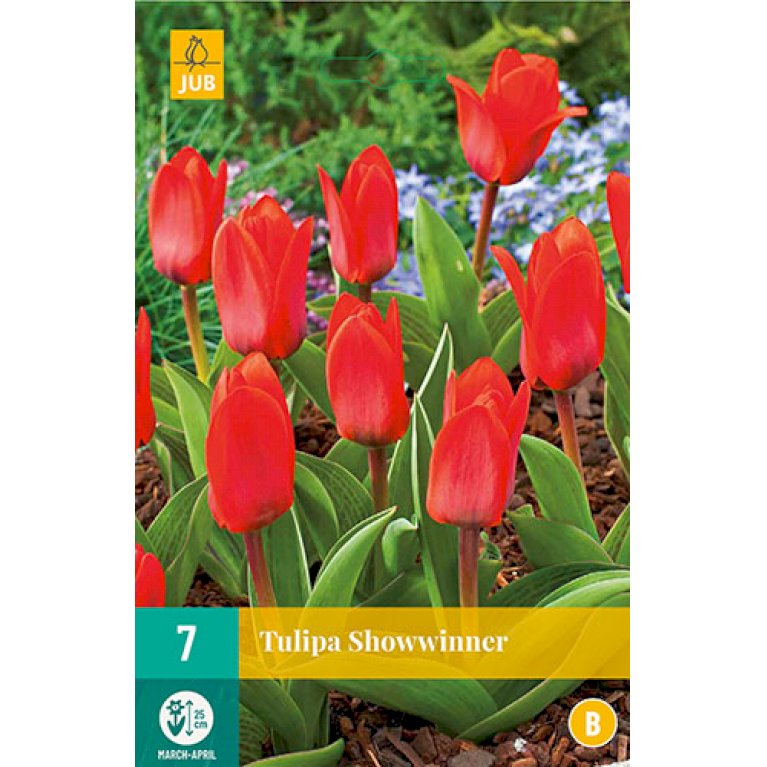 Tulips Showwinner