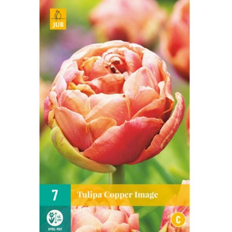 Tulipan 'Copper Image'