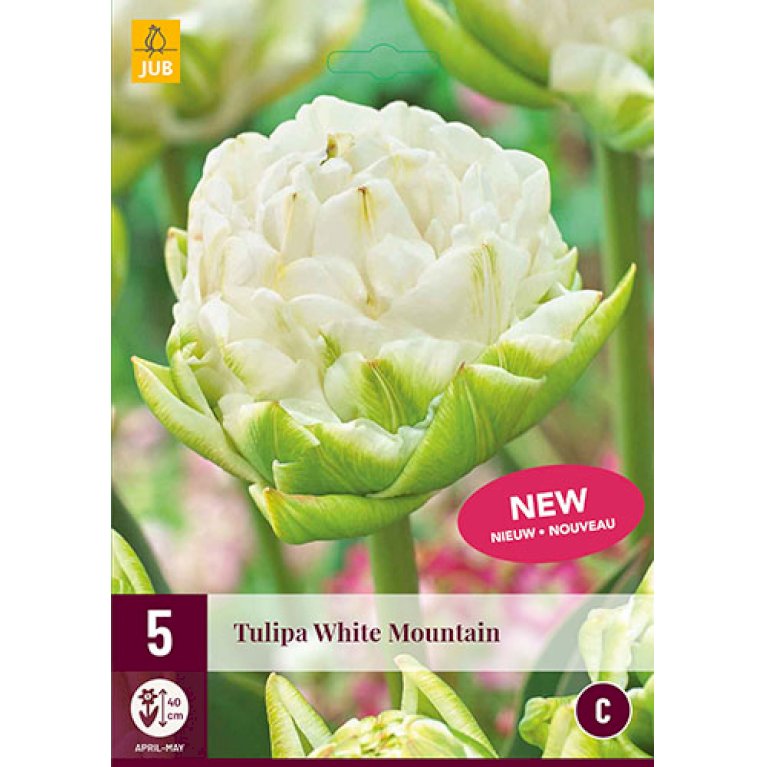 Tulips White Mountain