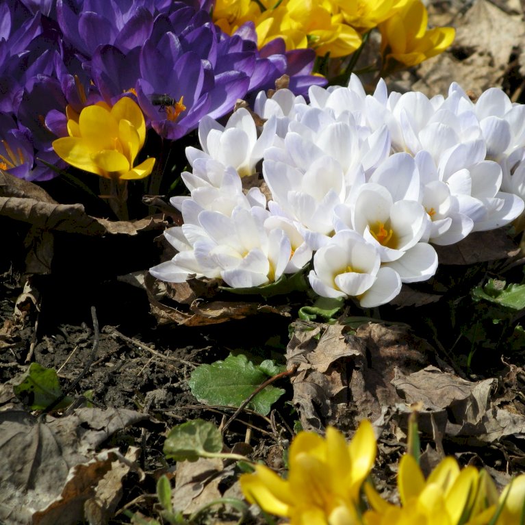 Krokus mix Net
