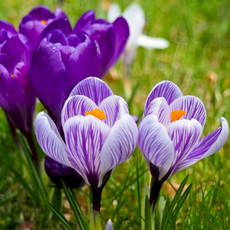 Krokus mix Net