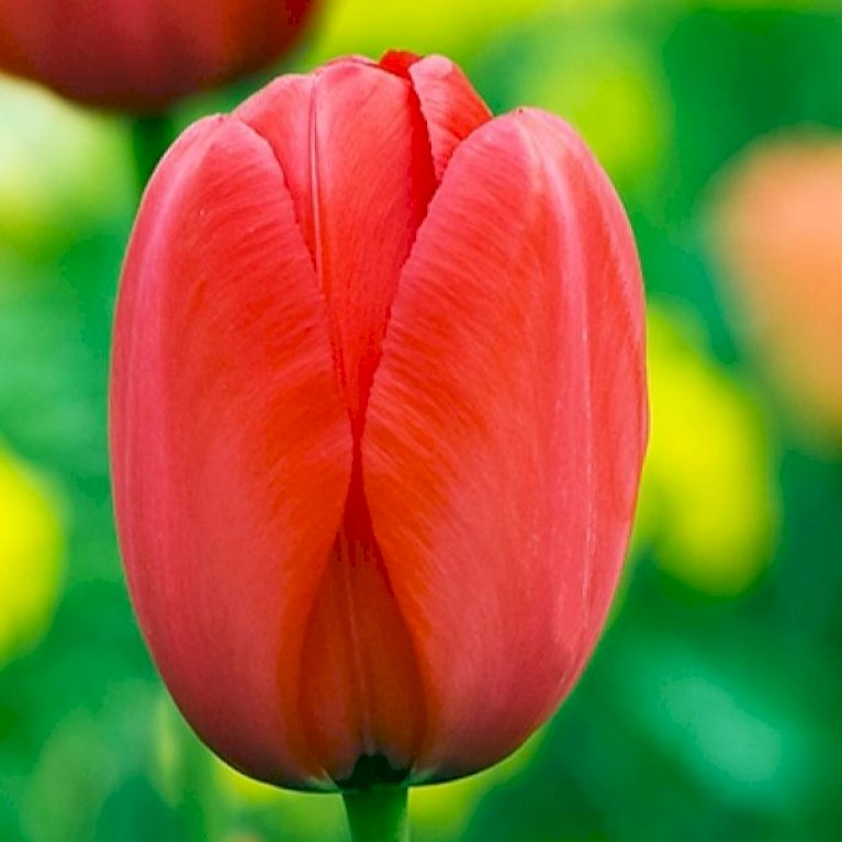 Tulipan 'Apeldoorn' Storkøb