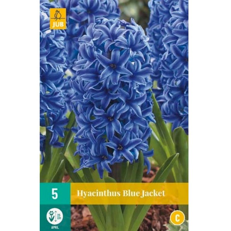 Hyacinth 'Blue Jacket'