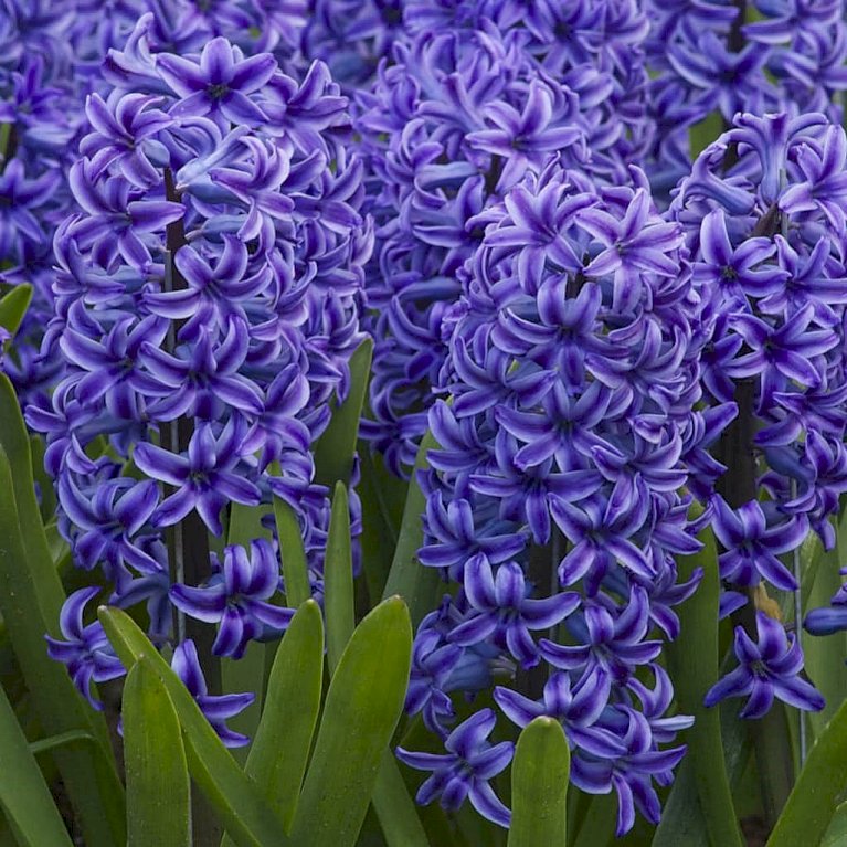 Hyacinth 'Blue Jacket'