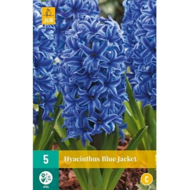 Hyacinth 'Blue Jacket'