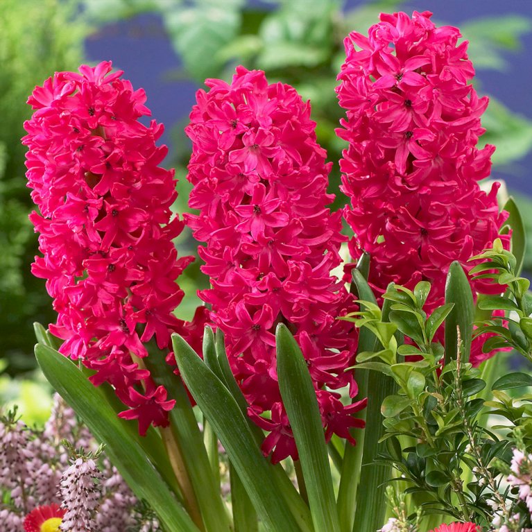 Hyacinth 'Jan Bos'