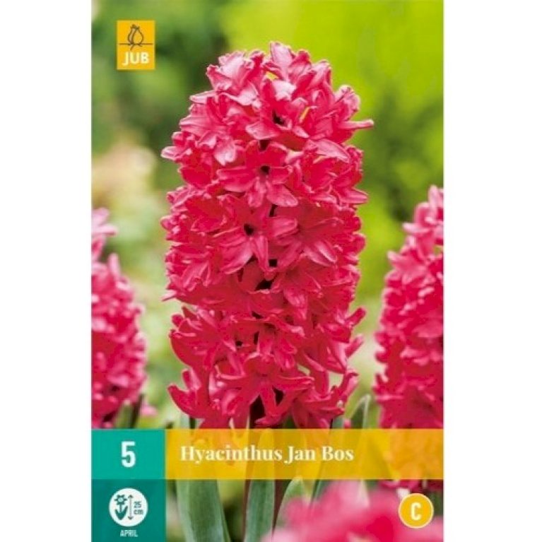 Hyacinth 'Jan Bos'