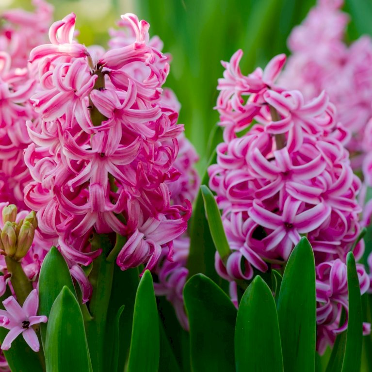 Hyacinth 'Pink Pearl'