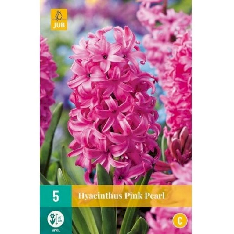 Hyacinth 'Pink Pearl'