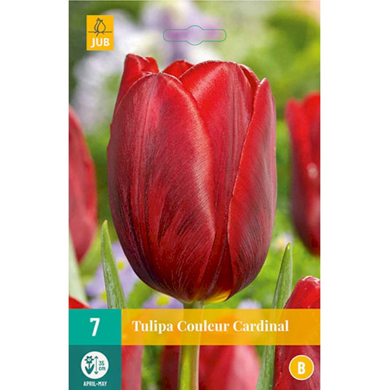 Tulips Couleur Cardinal