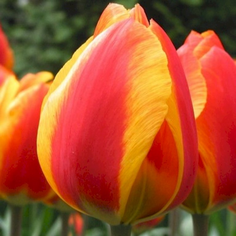 Tulipan 'Flair'