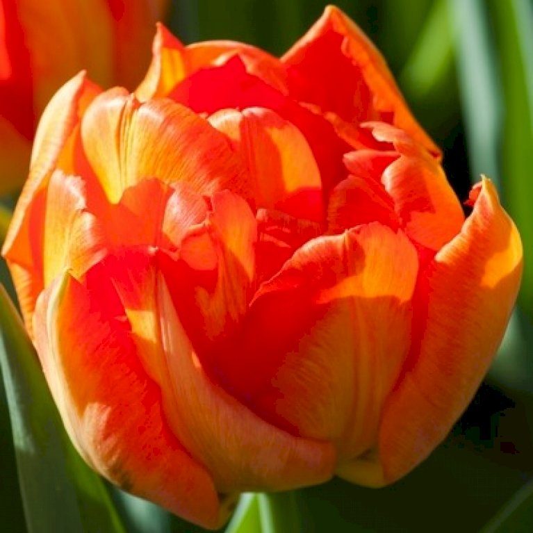 Tulipan 'Monte Orange'