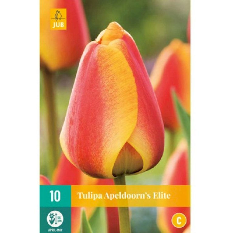 Tulipan 'Apeldoorn's Elite'