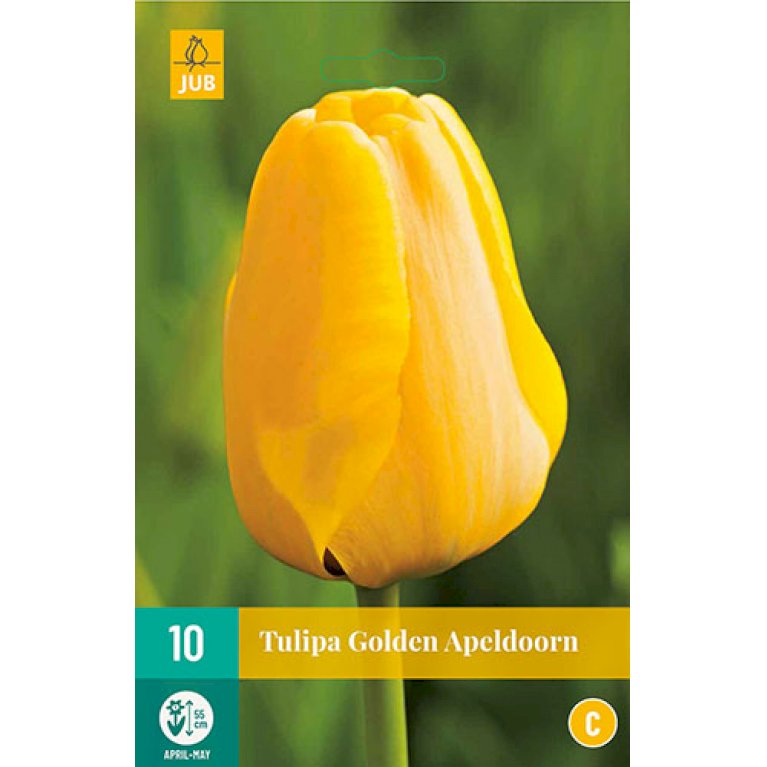 Tulips Golden Apeldoorn