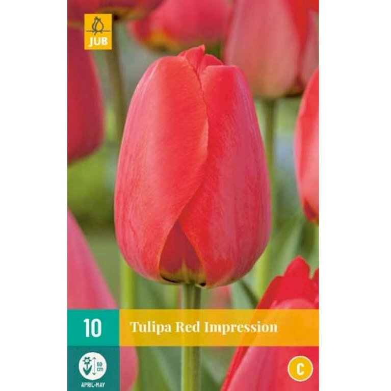 Tulipan 'Red Impression'
