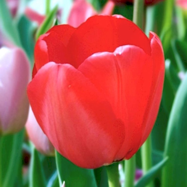 Tulipan 'Red Impression'
